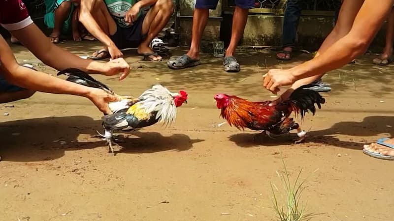 Tại sao bạn nên tham gia đá gà cựa sắt?