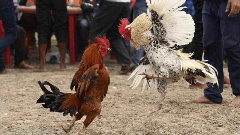 Giới thiệu chung về đá gà cựa sắt