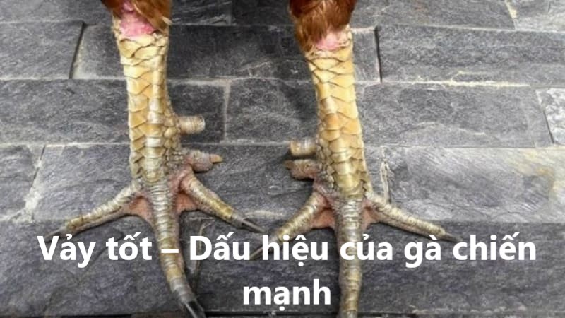 Vảy tốt – Dấu hiệu của gà chiến mạnh