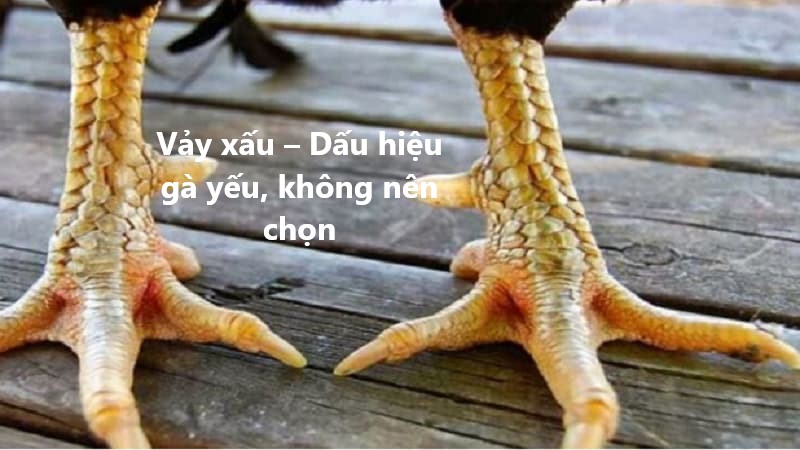 Vảy xấu – Dấu hiệu gà yếu, không nên chọn