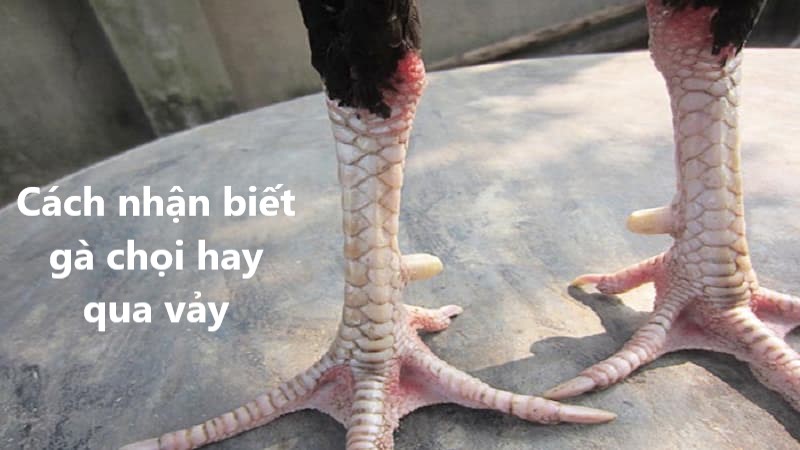 Cách nhận biết gà chọi hay qua vảy