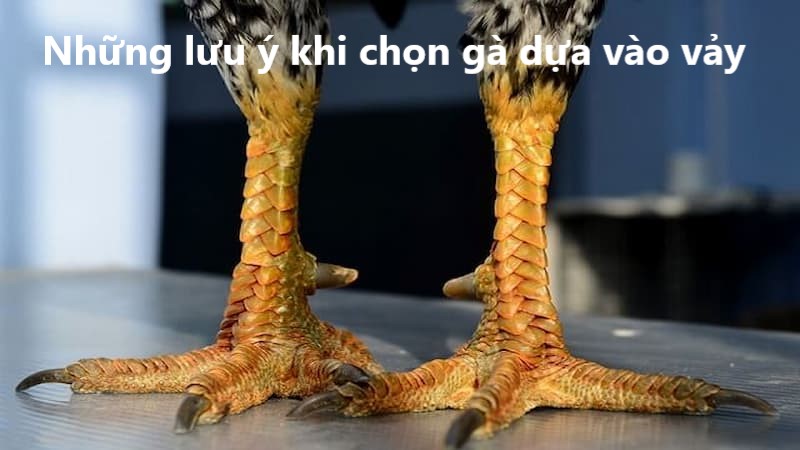 Những lưu ý khi chọn gà dựa vào vảy