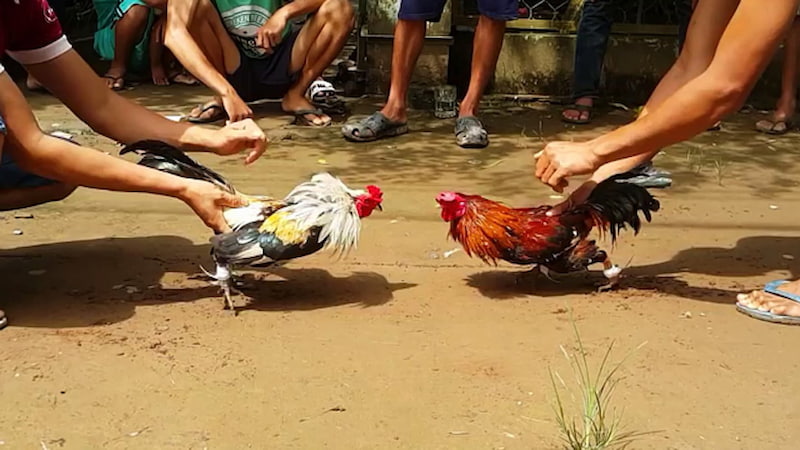 Đá gà mạng là gì?