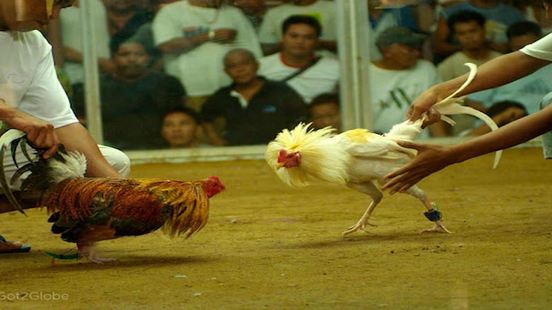 Cách hoạt động đá gà mạng là gì?