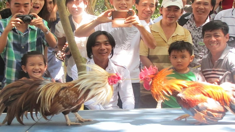 Các loại hình đá gà mạng phổ biến