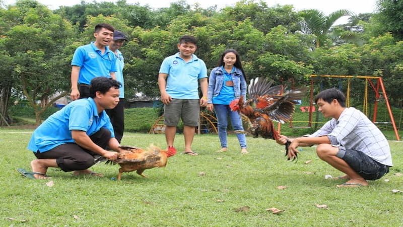 Những lợi ích của đá gà mạng là gì?