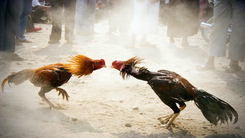 Những tips chơi Đá Gà May88 hiệu quả