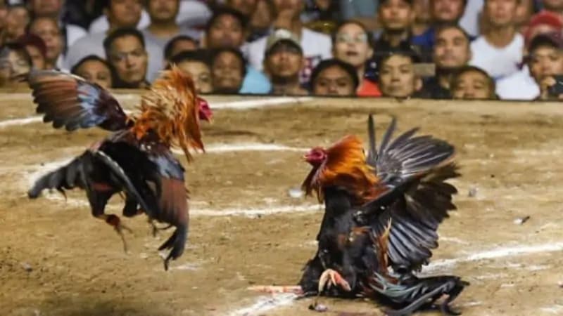 Cách chơi đá gà Thomo chuẩn chỉnh dành cho người mới